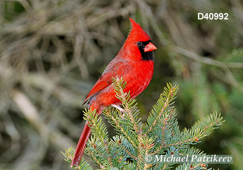 Northern Cardinal (Cardinalis cardinalis)